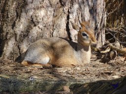 Tiergarten Schönbrunn am 05.03.2026